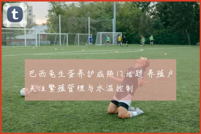 巴西龟生蛋养护成热门话题 养殖户关注繁殖管理与水温控制