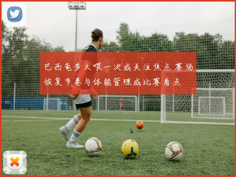 巴西龟多久喂一次成关注焦点 赛场恢复节奏与体能管理成比赛看点