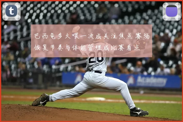 巴西龟多久喂一次成关注焦点 赛场恢复节奏与体能管理成比赛看点