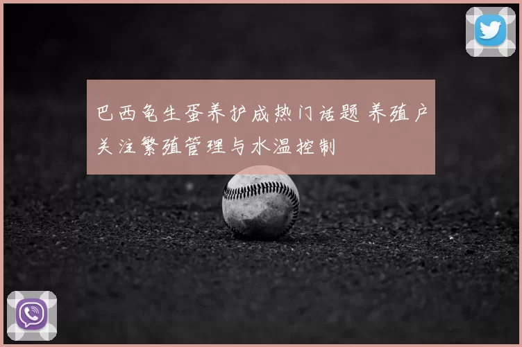 巴西龟生蛋养护成热门话题 养殖户关注繁殖管理与水温控制